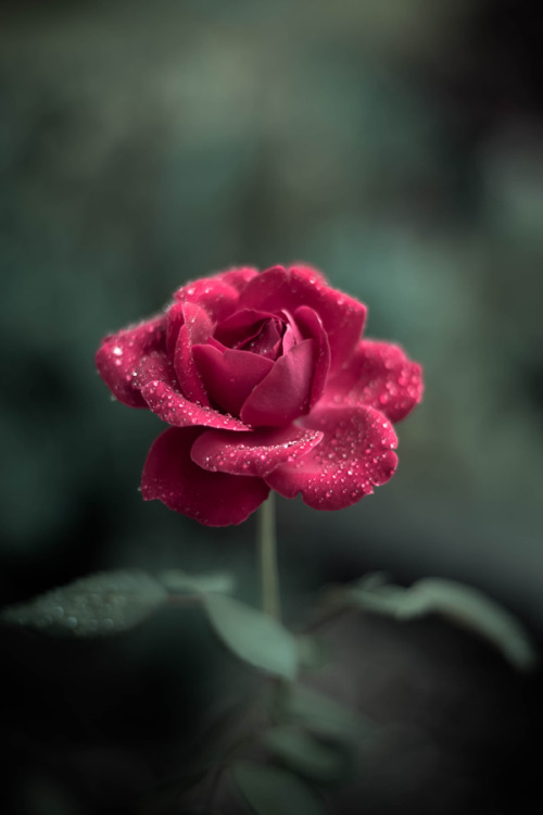 For You By Ravenloft 