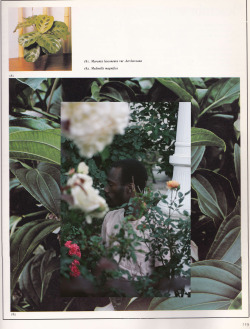 jamesyouth:  The Man Who Loved Flowers x Scans from “The ABC of Indoor Plants”By James Stanciell