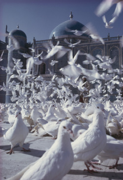 unrar:  Snowy pigeons fill the square of