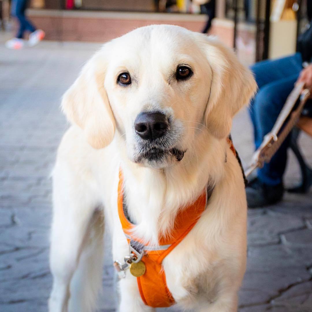 犬の写真ace Berg こむぎ 1歳 英国ゴールデンレトリバー ラブラドール ですか と聞くと ゴールデンです