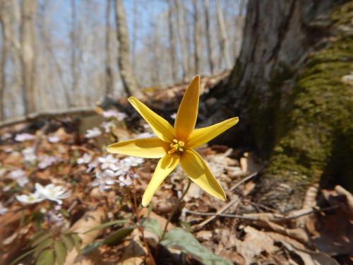 cedar-glade:On the talused slopes of the Old Gladys-Riley Farmstead’s Hillside within’ a few miles f