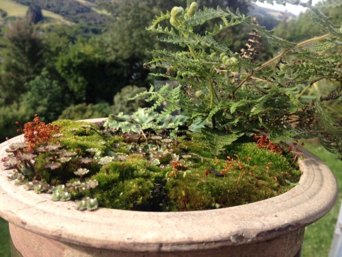 lttlemy:  Little moss jungle!! 