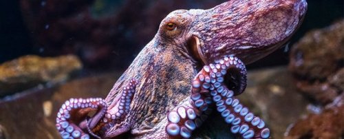 eight-times-nine: realcleverscience: currentsinbiology: Octopus and squid evolution is officially we