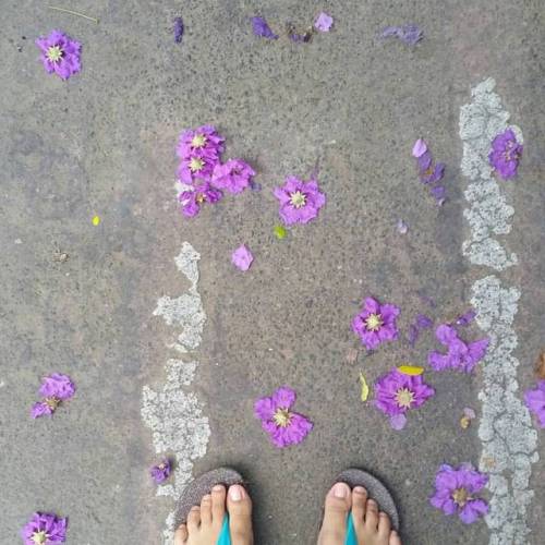 Beautiful floras everywhere #marikina #antipolo #palawan #appreciateNature #colors #fascinatingFlow