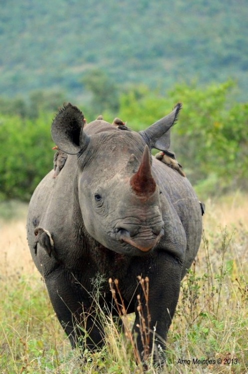 wapiti3:Black Rhinoceros (Diceros bicornis)Arno Meintjes photos