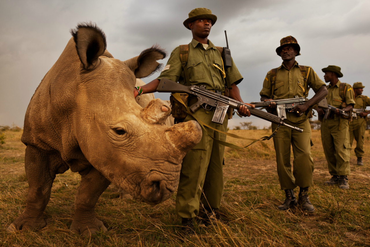 nubbsgalore:  september 22 is world rhino day, meant to raise awareness about the