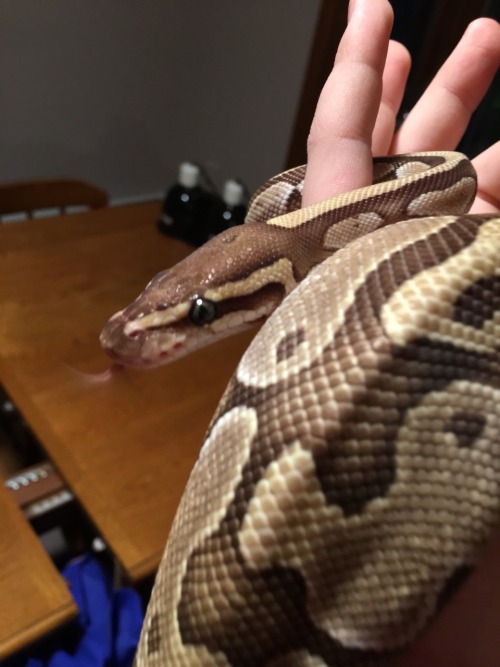 This is my beautiful ball python, Ophelia. She’s my baby :)–she is gorgeous, omg. love the nam