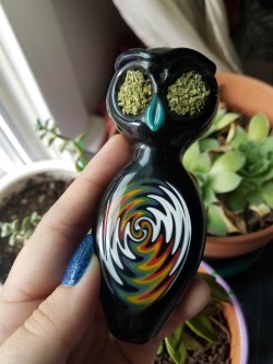 bre-is-stoned:Wanna smoke ? Owl pack a bowl or two 🦉
