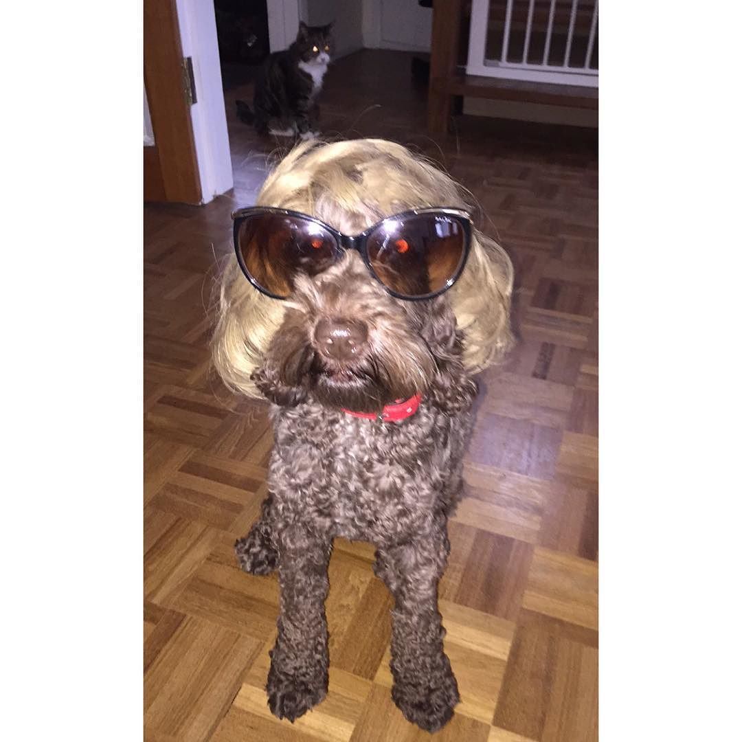 Bruce and his new Barnet 😂😭❤️ #cockapoo #dog #puppy #cute #lol 😂😂😂😂😂😂