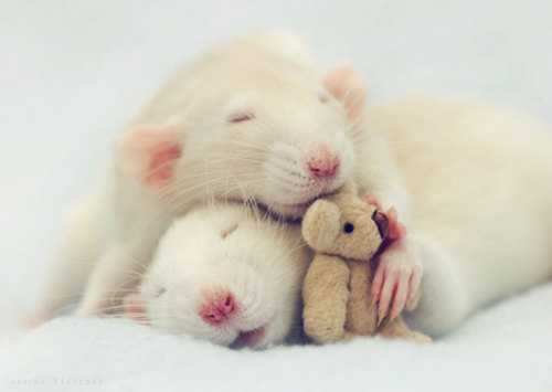 mothernaturenetwork:23 adorable photos that will change the way you think about ratsThese cute rats 