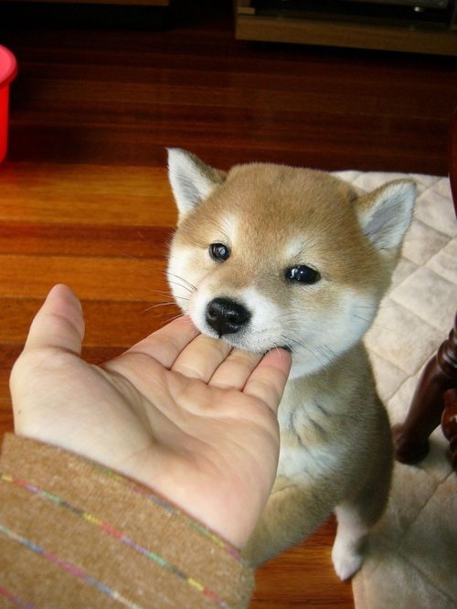 d0gbl0g:  munch  omg puppy wut r u doin’ hoominz arnt nomz stahp <3