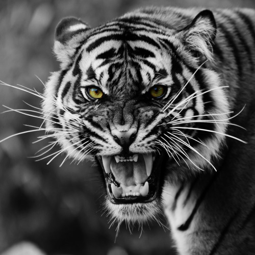 jkvdtsar:  Bengal tiger photographed by Theo adult photos