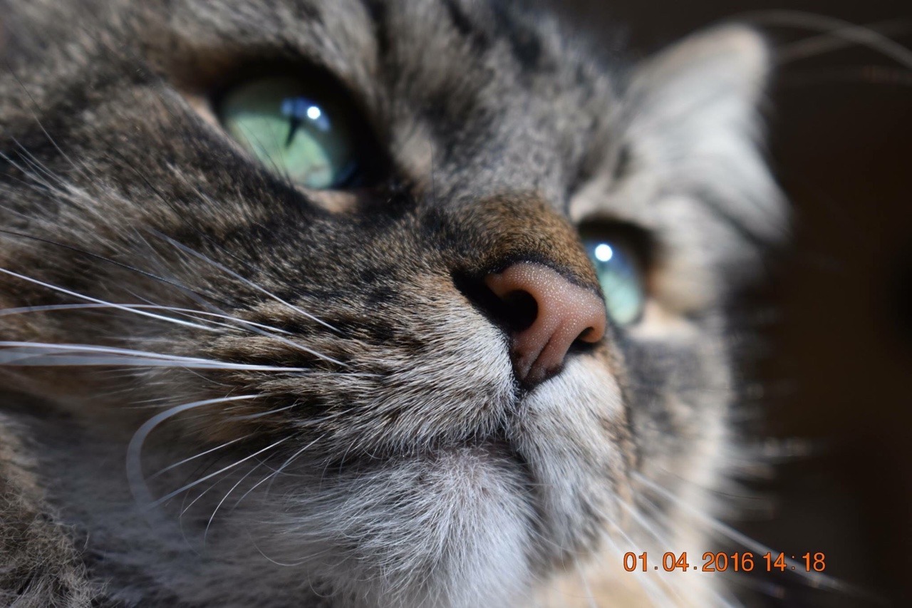 slytherinica:  I got a new camera…. pleas lov my son he is beautiful
