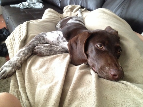 fullyframed:  My little GSP being still. This is a rare occurrence.