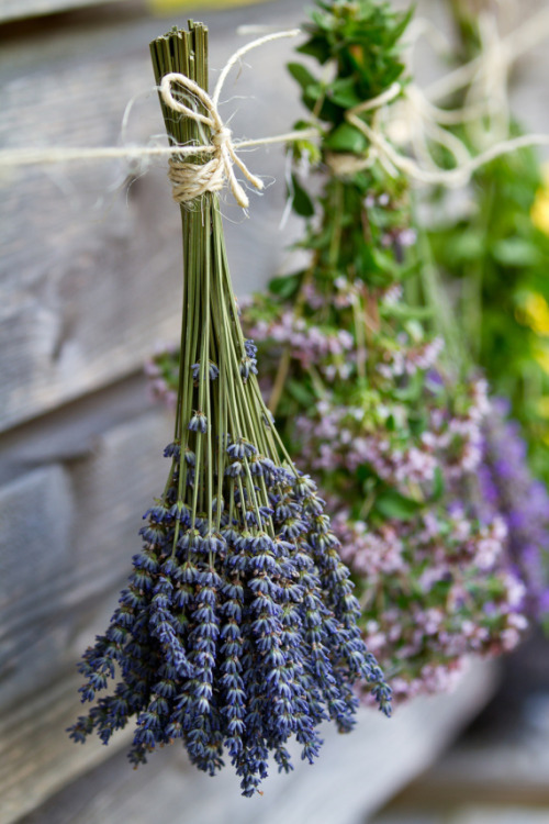 drying flowers