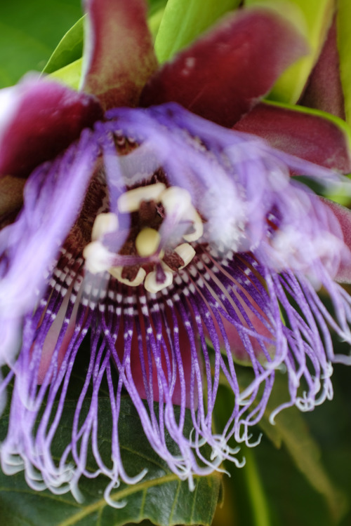 eoinbettencourt:the impossible opulence of passionfruit flowersUtuado, Puerto Rico I love these flow