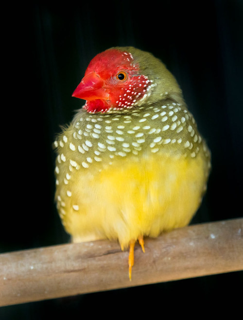 ready-red-birds: Star Finch (Bathilda ruficauda) © pedro lastra