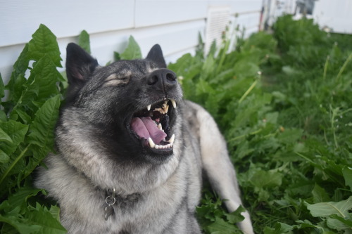 an-elkie-named-punky:Sneezing so hard you nearly lose one of your ears