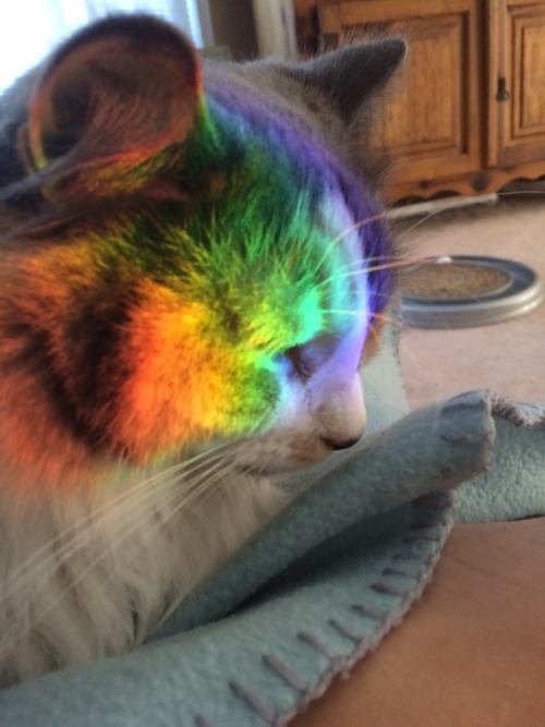 t0nguelikecandy:  my cat was sitting in the middle of a rainbow I thought it was cool 