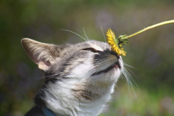 vet-and-wild:  Garrus has been enjoying the warm spring weather we’ve had!  Since you can’t see it in this photo, I’m going to point out that my cat is on leash. He is never let outside on his own. Outdoor cats are bad for wildlife, and bad for