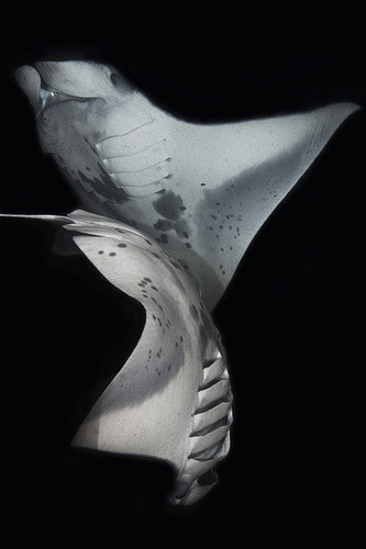 thelovelyseas:  Dancing Mantas by remainingoceansart on Flickr.