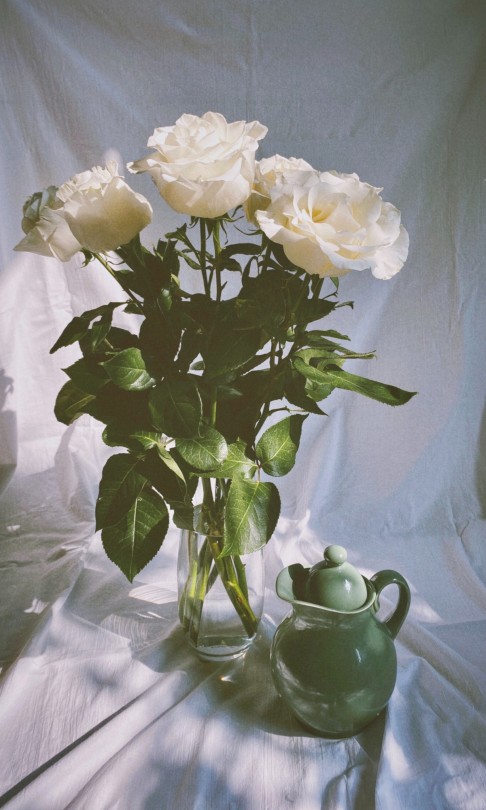 beautiful roses on Tumblr