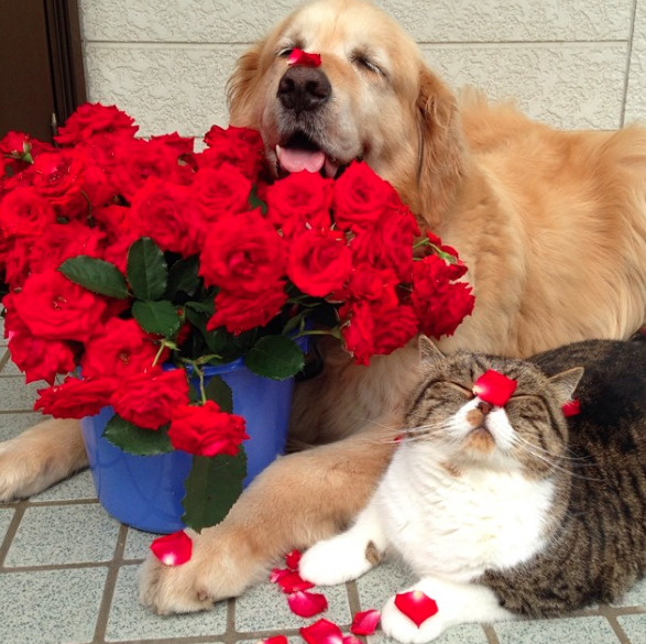 a-greek-goddess:  catsbeaversandducks:  Oliver the Dog and Arashi the Cat: the cutest