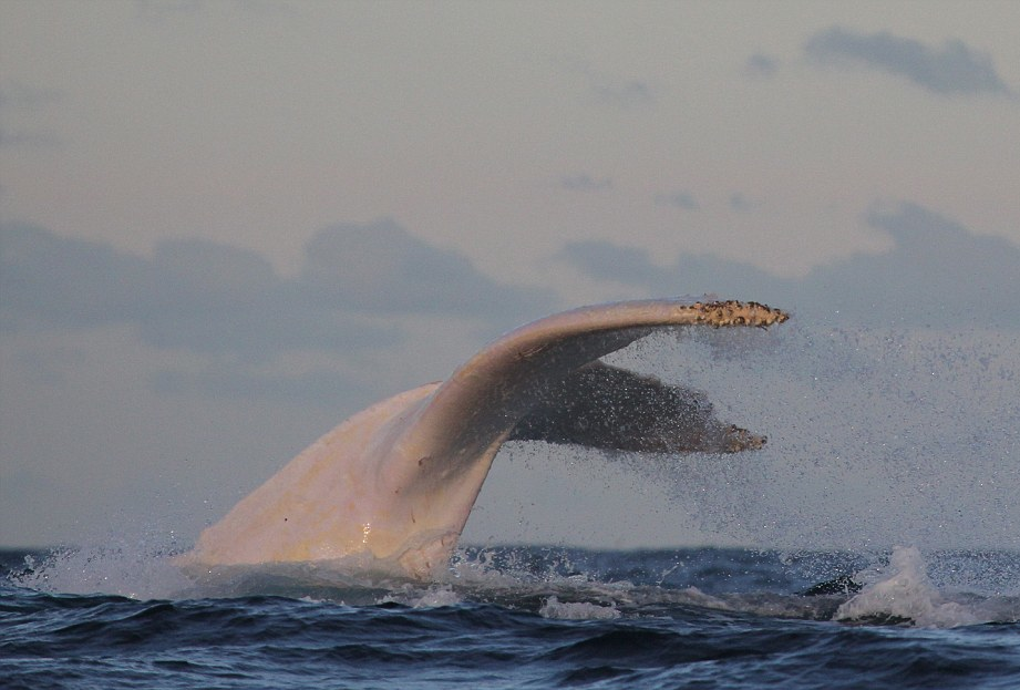 nubbsgalore:  migaloo, one of only two known all white humpback whales, was photographed