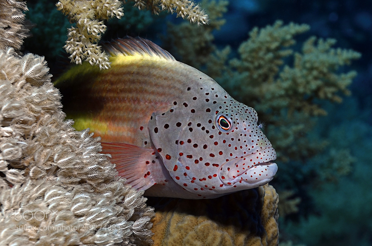 socialfoto:black-sided hawkfish (Paracirrhites forsteri) The black-sided hawkfish