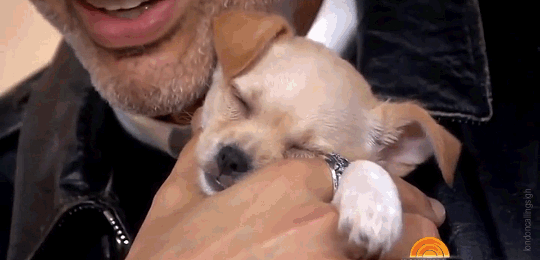 londoncallingsigh:  Jeff Goldblum with sleeping pupper (The Video)