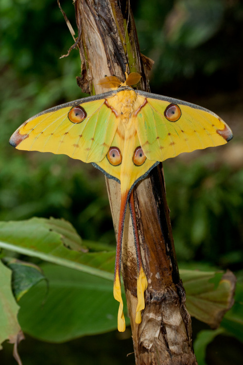 lostincape-town: creatures-alive: Madagaskar Moon Moth (Argema Mittrei or Comet Moth) by ~Lyanna~ ❂