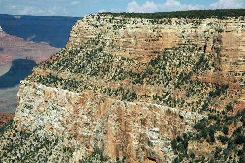The Toroweap formation; an interludeOn top of the stark white cliffs of the Coconino Sandstone there