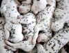 worldssmallesttrampoline:🐶 Piles of Dalmation puppies. 