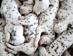 Sex worldssmallesttrampoline:🐶 Piles of Dalmation pictures