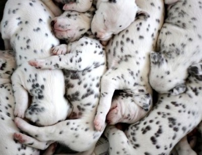 worldssmallesttrampoline:🐶 Piles of Dalmation puppies. 