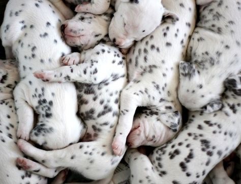 worldssmallesttrampoline:🐶 Piles of Dalmation puppies. 