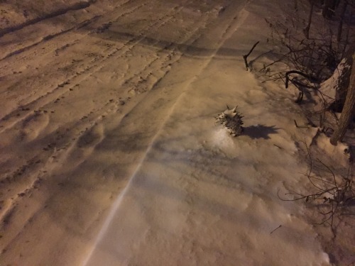 there is a pineapple buried in the snow near the law school