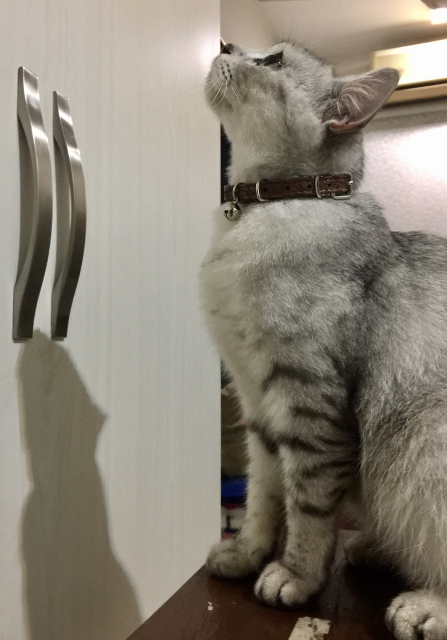 Adventures with Mori