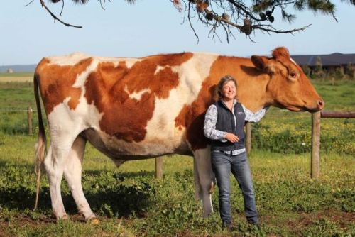 theelderscrotes: handsomejackass: this is a real cow and his name is big moo   #PLEASE appreciate this big boy #he apparently loves to be pet and cuddled#and will lay down with you and let you climb on him   HOLY SHIT 