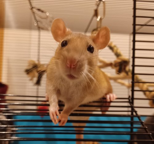 Ebi Is Just So Perfect I Want To Cry Look At This Little Teddy Bear