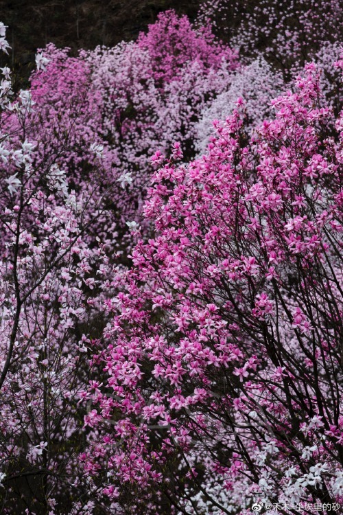 fuckyeahchinesegarden: 九皇山jiuhuang mountain, 绵阳mianyang, sichuan province by 禾木-尘埃里的砂