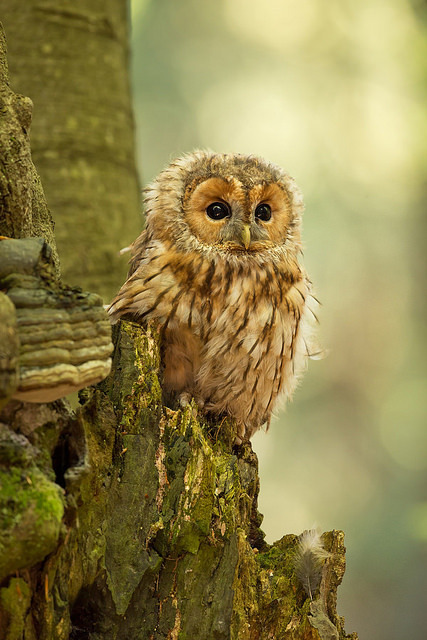 Wildlife World Zoo
