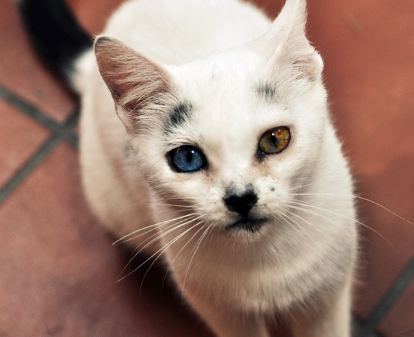 awesome-picz:    This Cat’s Eyes Have A Whole Universe Inside.   Just beautiful