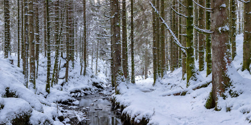 Winter in The Forest Winter in the beautiful spruce forest, not cold enough for the river to freeze 