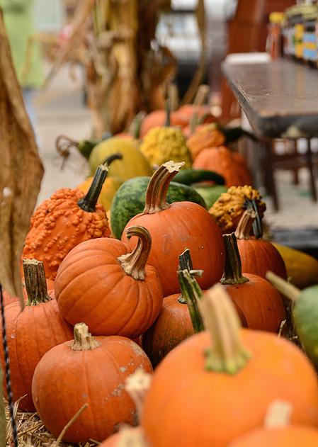 halloweenmagick: I can’t get over this weather we’re having today so here are some pumpkins!