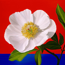 aizea:  Roberto AzankTulip Peony, 2005 