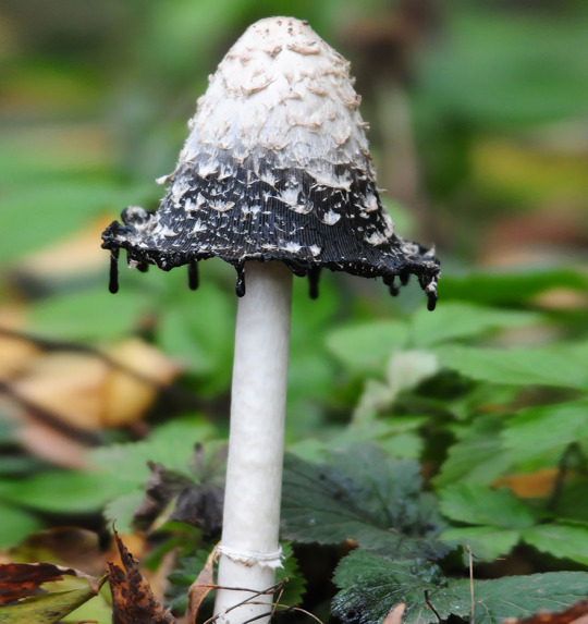 Okay, but can we just appreciate how aesthetically pleasing mushrooms are?