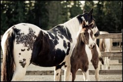 appaloosa-jumper:  This mare has gorgeous