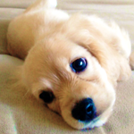 bronzedpearlsx:  I NEED A SECOND PUPPY NOW 