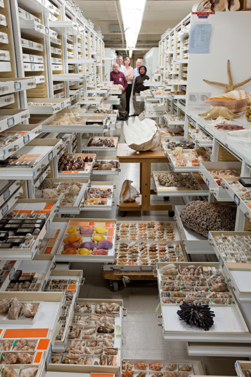 thingsorganizedneatly: A few of the incredible collections at the Smithsonian Museum of Natural History.  See also: The Feather Lady 